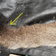 The kinked tail as seen on the juvenile cougar P-81.